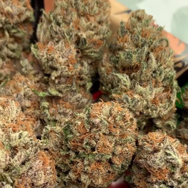 Purple Mendocino