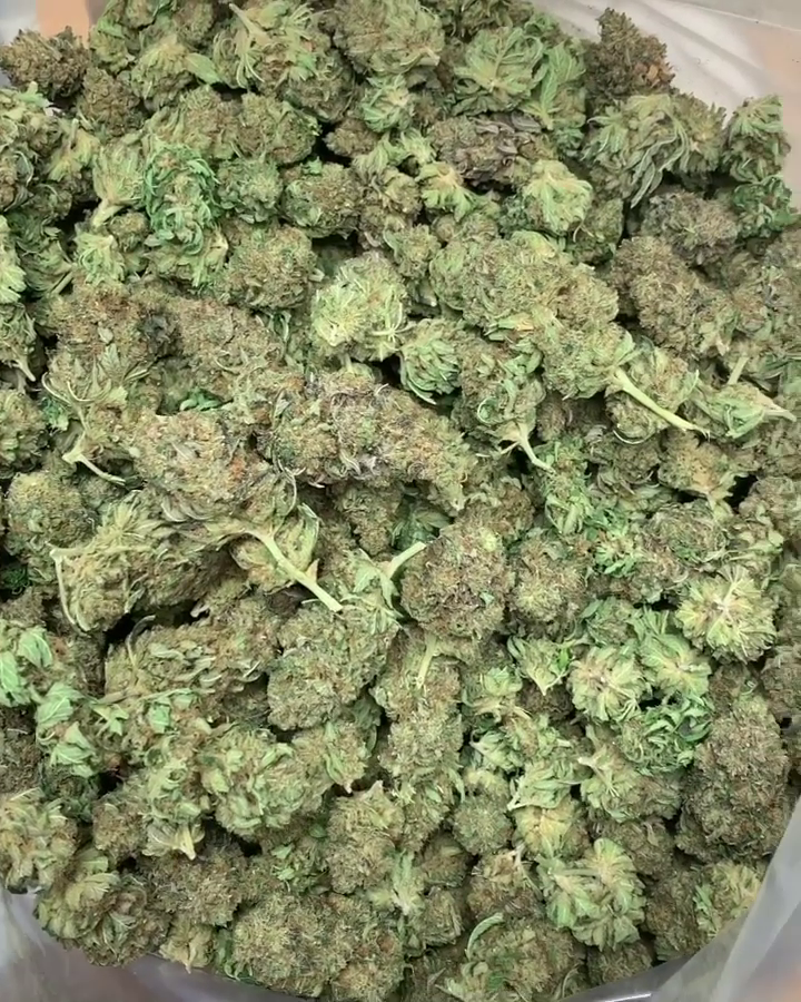 Ewok Strain