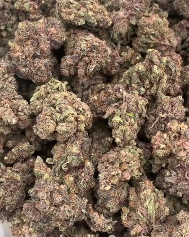 Island Sweet Skunk