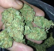 Jack Herer